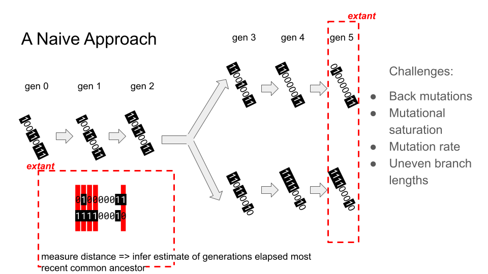 Cartoon showing relatedness estimation via a bitstring under neutral drift